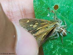 Cymaenes limae