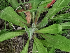 Pilosella aurantiaca
