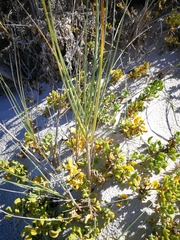 Thinopyrum distichum