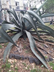 Agave mapisaga