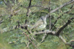 Serpophaga griseicapilla