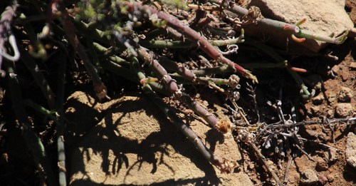Image of Mesembryanthemum geniculiflorum by (c) Tony Rebelo, some rights reserved (CC BY-SA)