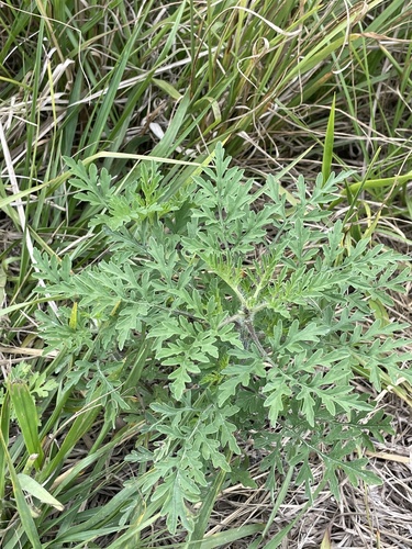 Ambrosia artemisiifolia image