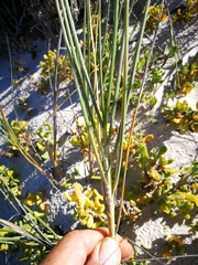 Thinopyrum distichum