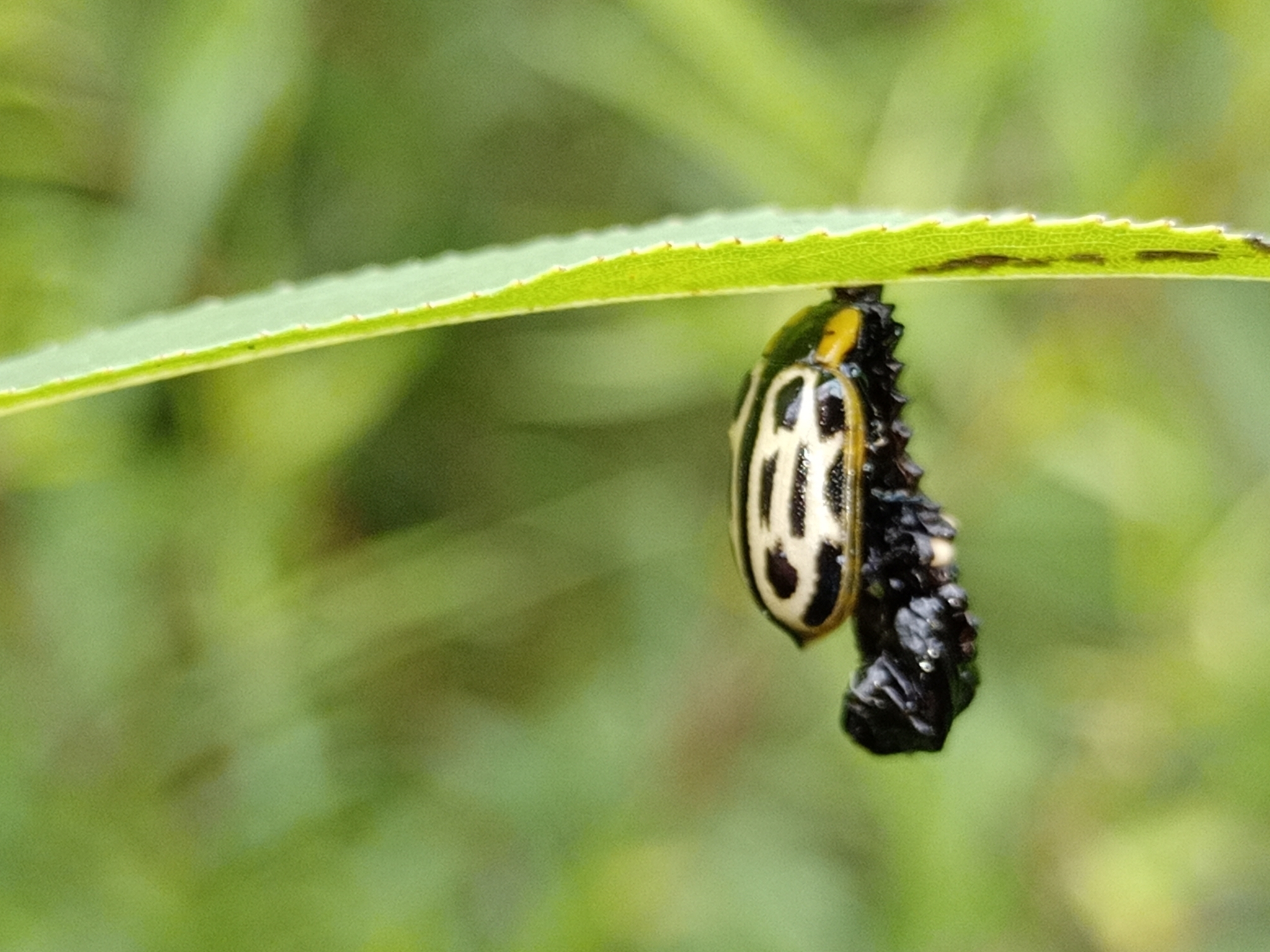 Aethiopocassis image