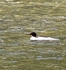 Mergus merganser