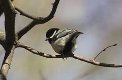 Parus major