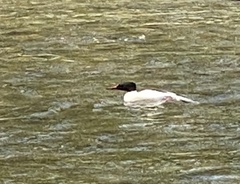 Mergus merganser
