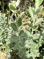 Podalyria sericea