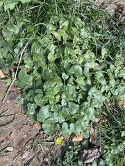Ficaria verna