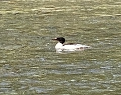 Mergus merganser