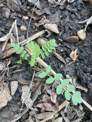 Astragalus canadensis