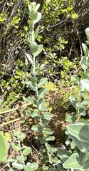 Podalyria sericea