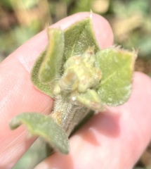 Podalyria sericea