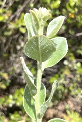 Podalyria sericea