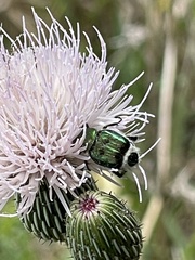 Cirsium nuttalii image