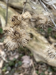 Arctium minus