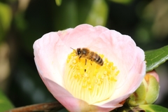 Apis mellifera