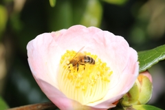 Apis mellifera