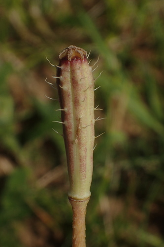 Papaver argemone iNat (3)
