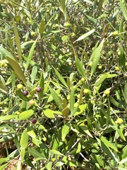 Olea exasperata
