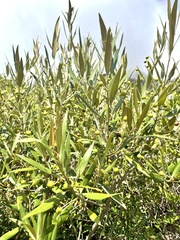 Olea exasperata