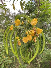 Senna ligustrina