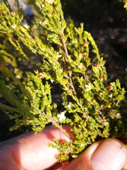 Lachnaea axillaris
