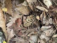Morchella diminutiva