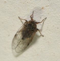 Melanoliarus maidis