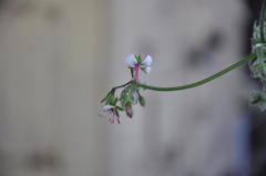 Pelargonium tomentosum