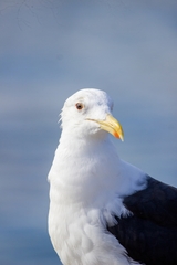 Larus dominicanus