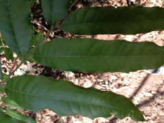 Thouinidium decandrum