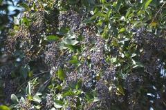 Ligustrum lucidum