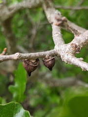 Disholcaspis pattersoni