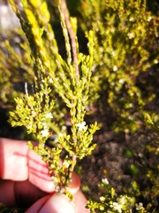 Lachnaea axillaris