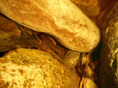 Pseudobarbus burchelli