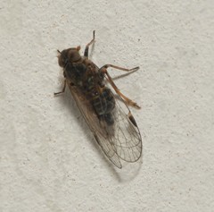 Melanoliarus maidis