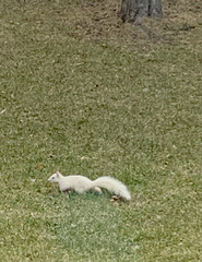 Sciurus carolinensis