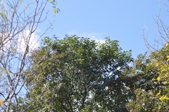 Ligustrum lucidum