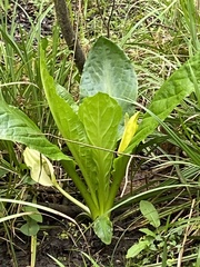 Lysichiton
