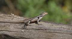Sceloporus variabilis marmoratus