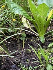 Lysichiton