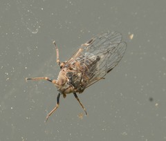 Melanoliarus maidis