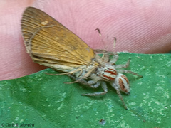 Cymaenes limae