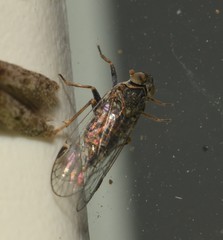 Melanoliarus maidis
