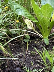 Lysichiton