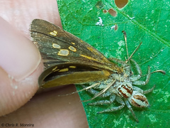 Cymaenes limae