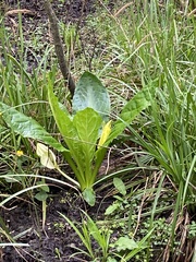 Lysichiton