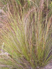Schoenus cuspidatus